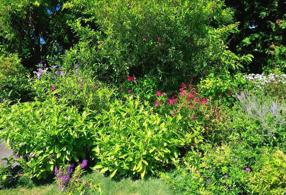 Jak ożywić ogród: kwiat który lubi cień i dodaje uroku